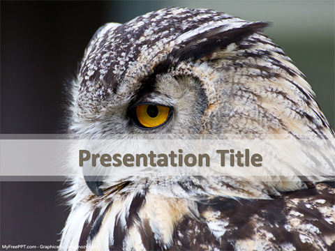 Owl Bird PowerPoint Template