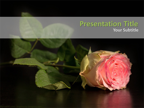 Pink Rose PowerPoint Template