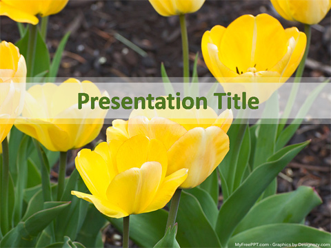 Yellow Tulip Flowers PowerPoint Template