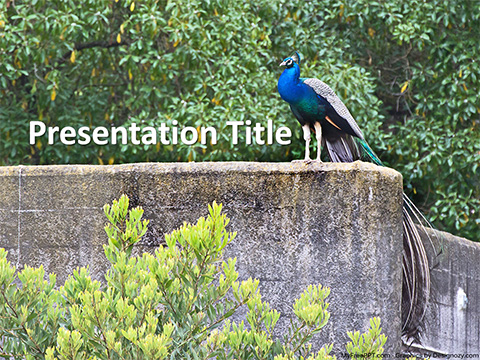 Peacock PowerPoint Template